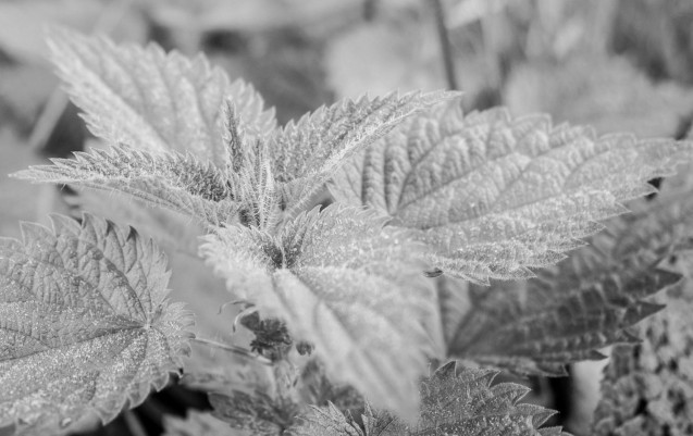 L’ortie piquante, ou grande Ortie, possède de nombreuses vertus.